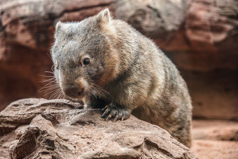 Wild Life Sydney Zoo - Restaurant Gold Coast 2