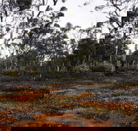 Woylie Walk Dryandra Woodland - Restaurant Gold Coast