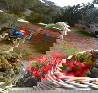 Blue Hills Berries and Cherries - Restaurant Gold Coast