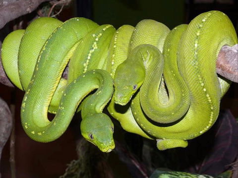 Canberra Reptile Zoo - Restaurant Gold Coast 1