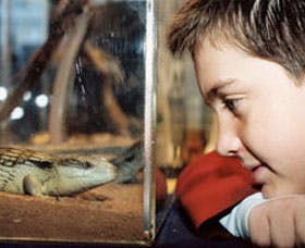 Canberra Reptile Zoo - Restaurant Gold Coast 2