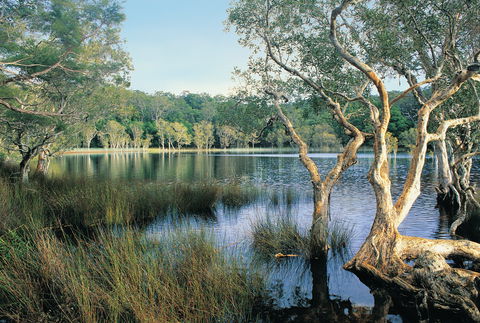 Cooloola, Great Sandy National Park - Restaurant Gold Coast 1