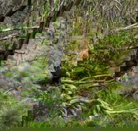 Hopetoun Falls Walking Track - Restaurant Gold Coast