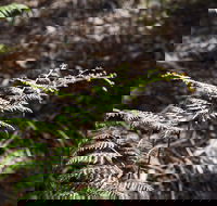 Langwarrin Flora and Fauna Reserve Walking Trails - Restaurant Gold Coast