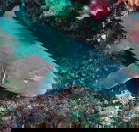 Middle Reef Dive Site - Restaurant Gold Coast