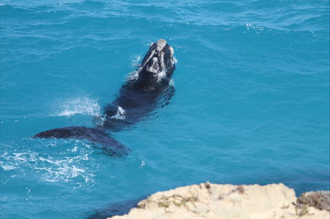 Nullarbor National Park - Restaurant Gold Coast 2
