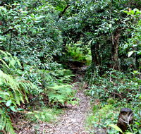 Seaforth Oval to Natural Bridge Track - Restaurant Gold Coast