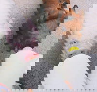 Swan Valley Cuddly Animal Farm