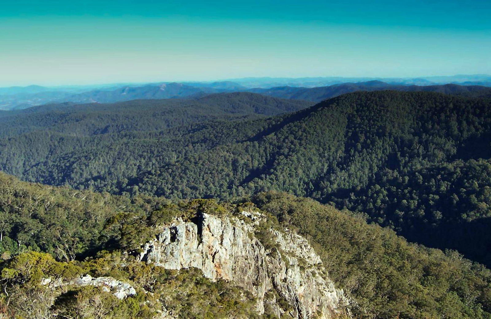 Dingo Forest NSW Restaurant Gold Coast