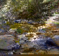 Washpool Walking Track - Restaurant Gold Coast