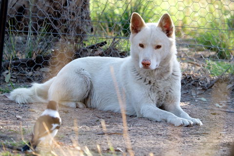 Durong Dingo Sanctuary - Restaurant Gold Coast 0