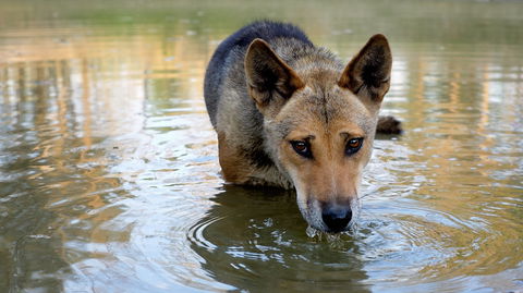 Durong Dingo Sanctuary - Restaurant Gold Coast 1