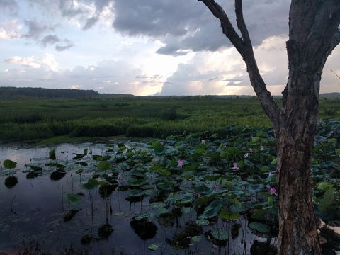 Fogg Dam Conservation Reserve - Restaurant Gold Coast 0