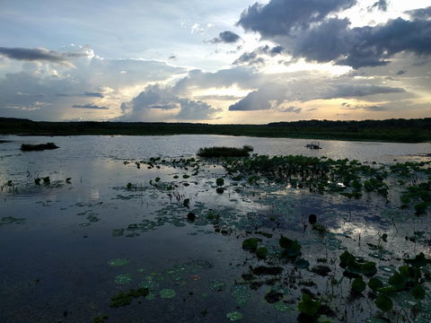 Fogg Dam Conservation Reserve - Restaurant Gold Coast 1