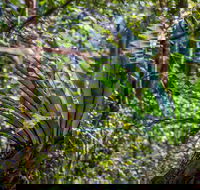 Great North walk - Palm Grove Nature Reserve - Restaurant Gold Coast