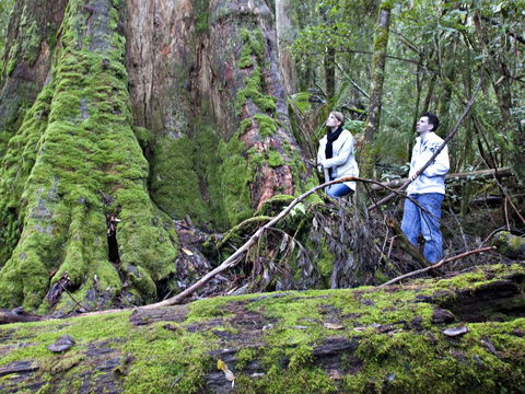 Hastings Caves And Thermal Springs - Restaurant Gold Coast 2