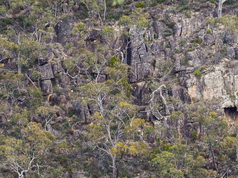 Horsnell Gully And Giles Conservation Parks - Restaurant Gold Coast 0