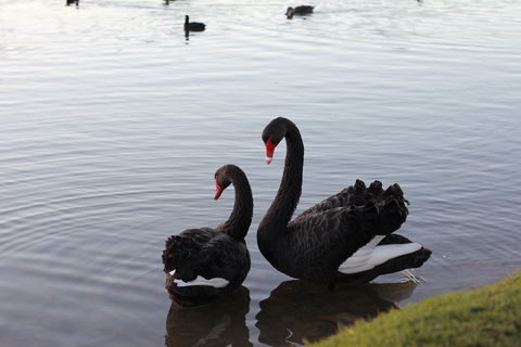 Lake Weeroona - Restaurant Gold Coast 1