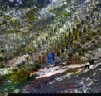 Lyrebird Circuit Walk - Restaurant Gold Coast