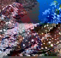 Smith Rock Dive Site - Restaurant Gold Coast