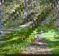 Stoodley Forest Walk and Arboretum - Restaurant Gold Coast