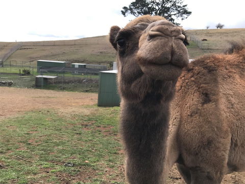 Taralga Wildlife Park - Restaurant Gold Coast 1