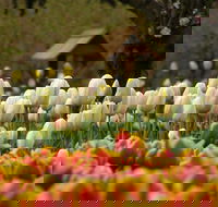 Tulip Top Gardens - Restaurant Gold Coast