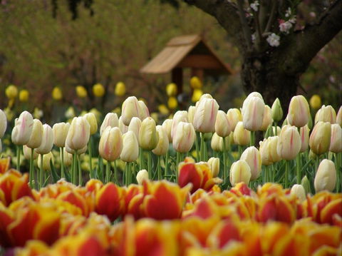 Tulip Top Gardens - Restaurant Gold Coast 0