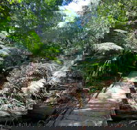 Wirrawilla Rainforest Walk - Restaurant Gold Coast