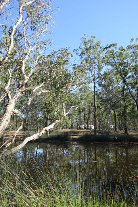 Wongi State Forest - Restaurant Gold Coast 0