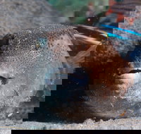 Amity Point Dive Site - Restaurant Gold Coast