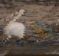 Bird watching at the Goan water hole - Restaurant Gold Coast