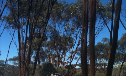 Boorabbin National Park - Restaurant Gold Coast 0