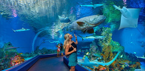 Cairns Aquarium - Restaurant Gold Coast 0