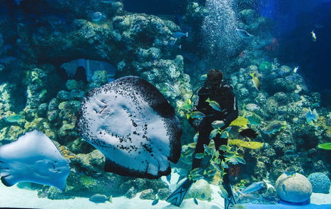 Cairns Aquarium - Restaurant Gold Coast 1