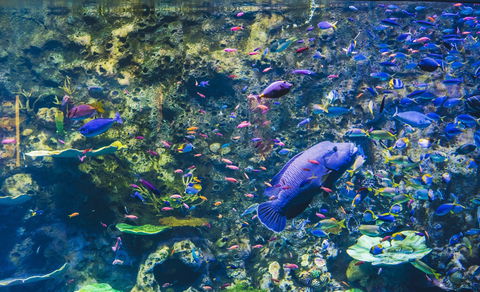 Cairns Aquarium - Restaurant Gold Coast 2