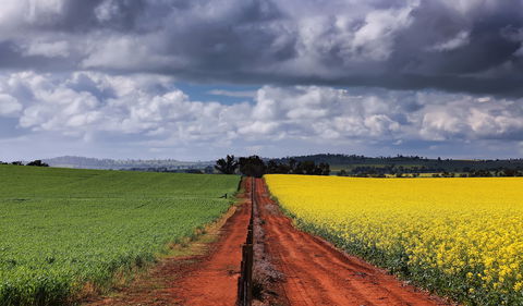 Canola Trail - Restaurant Gold Coast 1
