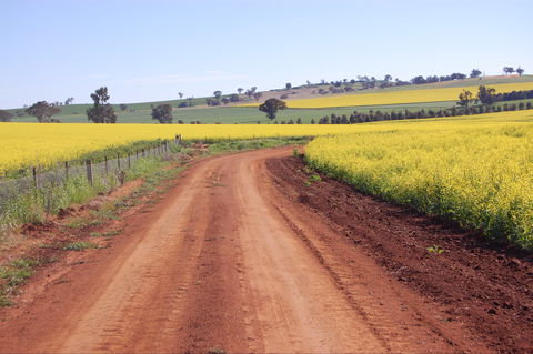 Canola Trail - Restaurant Gold Coast 2