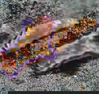 Curtin Artificial Reef Dive Site - Restaurant Gold Coast