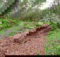 Forest Walking Track Gibraltar Range National Park - Restaurant Gold Coast