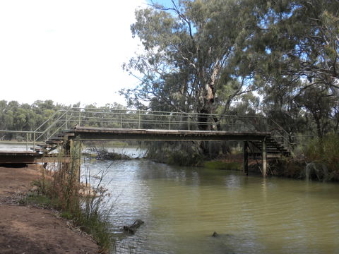 Junction Island Nature Reserve, Canoe Tree And Walking Track - Restaurant Gold Coast 0
