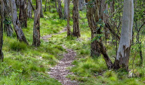 Mount Canobolas State Conservation Area - Restaurant Gold Coast 0