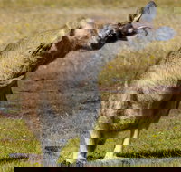 Narawntapu National Park - Restaurant Gold Coast