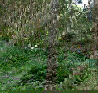 Nature Walking Track - Restaurant Gold Coast