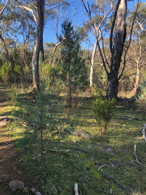 Pine Gully Nature Trail - Restaurant Gold Coast 2