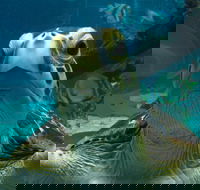 Reef HQ Aquarium - Restaurant Gold Coast