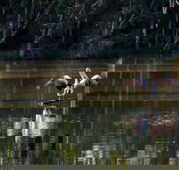 Seaham Swamp Nature Reserve - Restaurant Gold Coast