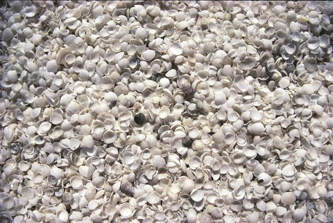 Shell Beach - Restaurant Gold Coast 0