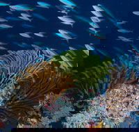 Southern Small Detached Reef Dive Site - Restaurant Gold Coast