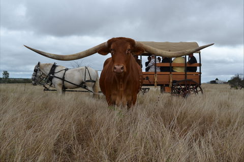 Texas Longhorn Tours - Restaurant Gold Coast 0